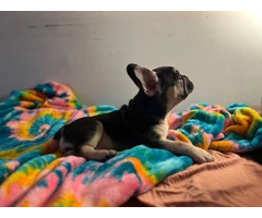 4 male AKC Frenchie puppies for sale - 3