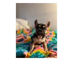 4 male AKC Frenchie puppies for sale - 4