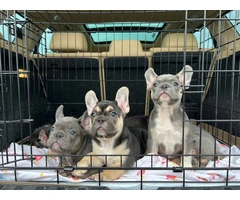 4 male AKC Frenchie puppies for sale - 5