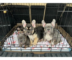 4 male AKC Frenchie puppies for sale - 6