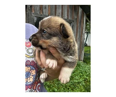 Cowboy corgi puppies for sale - 3