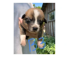 Cowboy corgi puppies for sale - 4