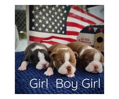 3 AKC Boston Terrier Puppies for Sale