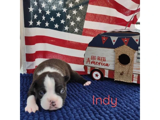3 AKC Boston Terrier Puppies for Sale - 4/8