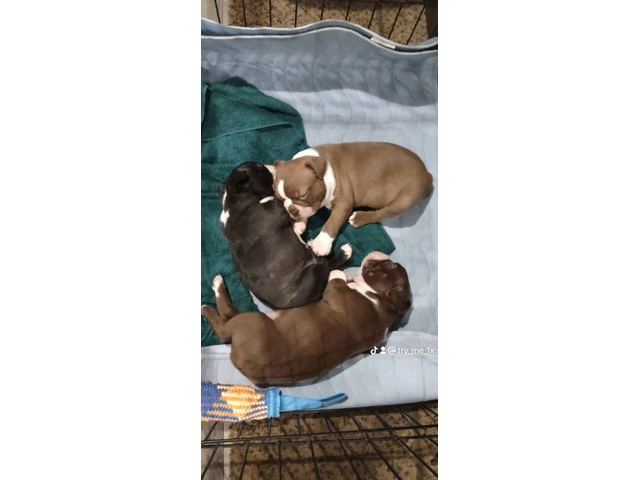 3 AKC Boston Terrier Puppies for Sale - 5/8