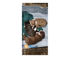 3 AKC Boston Terrier Puppies for Sale - 5