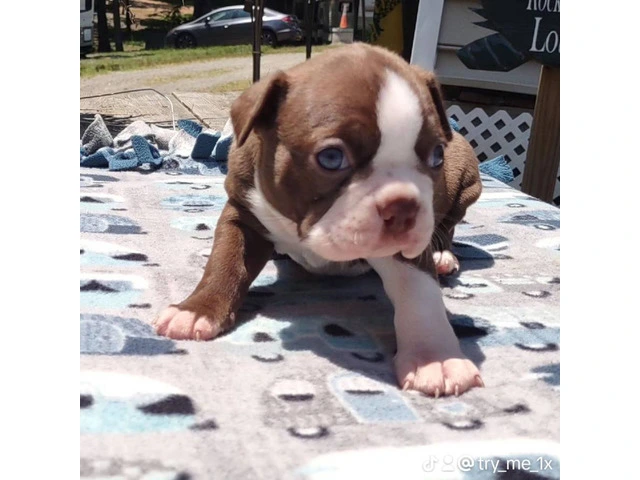 3 AKC Boston Terrier Puppies for Sale - 6/8