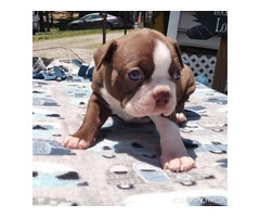 3 AKC Boston Terrier Puppies for Sale - 6