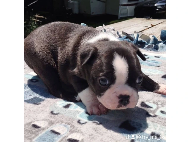 3 AKC Boston Terrier Puppies for Sale - 7/8
