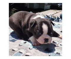 3 AKC Boston Terrier Puppies for Sale - 7