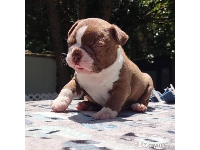 3 AKC Boston Terrier Puppies for Sale - 8/8