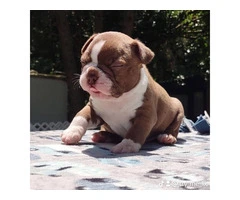 3 AKC Boston Terrier Puppies for Sale - 8
