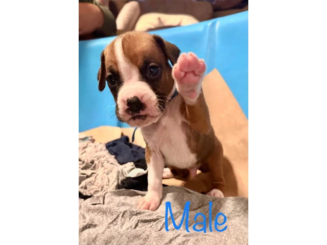 Beautiful flashy fawn boxer puppies for sale - 1/7