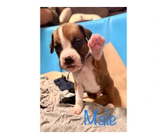 Beautiful flashy fawn boxer puppies for sale