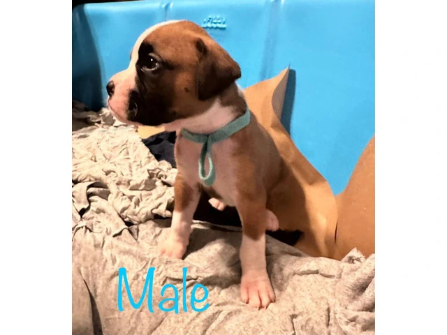 Beautiful flashy fawn boxer puppies for sale - 2/7