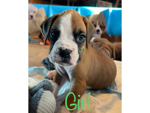 Beautiful flashy fawn boxer puppies for sale - 3/7