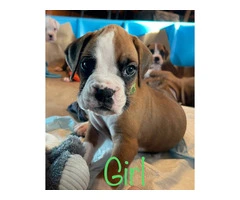 Beautiful flashy fawn boxer puppies for sale - 3