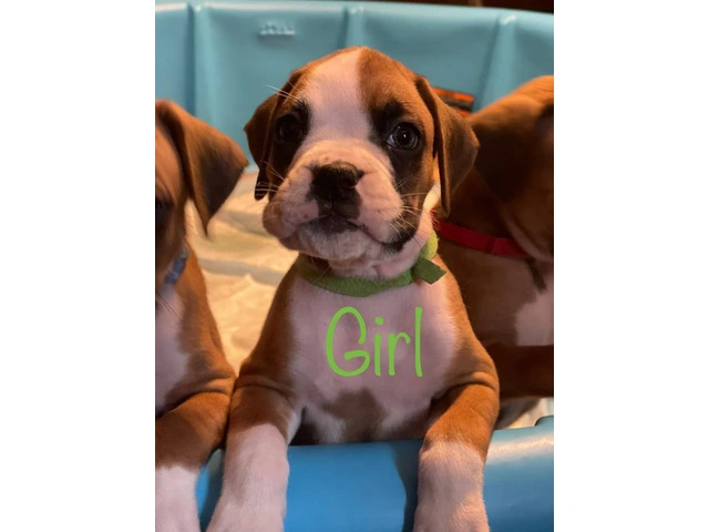Beautiful flashy fawn boxer puppies for sale - 4/7