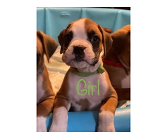 Beautiful flashy fawn boxer puppies for sale - 4