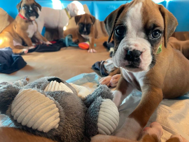 Beautiful flashy fawn boxer puppies for sale - 5/7