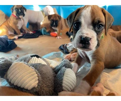 Beautiful flashy fawn boxer puppies for sale - 5
