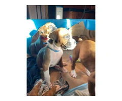 Beautiful flashy fawn boxer puppies for sale - 6