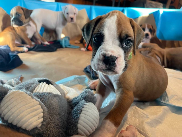 Beautiful flashy fawn boxer puppies for sale - 7/7