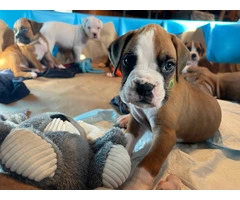 Beautiful flashy fawn boxer puppies for sale - 7