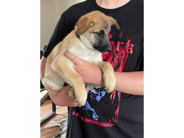 3 Shepinois puppies available - 1/13