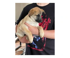 3 Shepinois puppies available