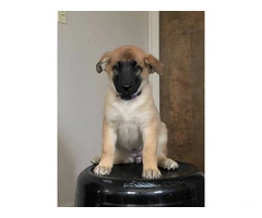 3 Shepinois puppies available - 2
