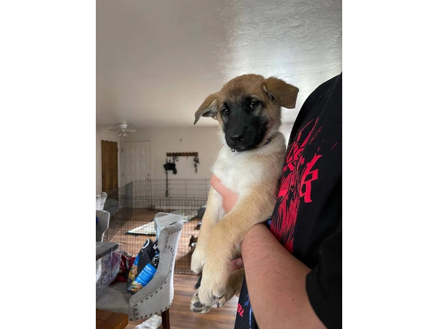 3 Shepinois puppies available - 3/13