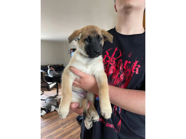 3 Shepinois puppies available - 4/13