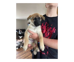 3 Shepinois puppies available - 4