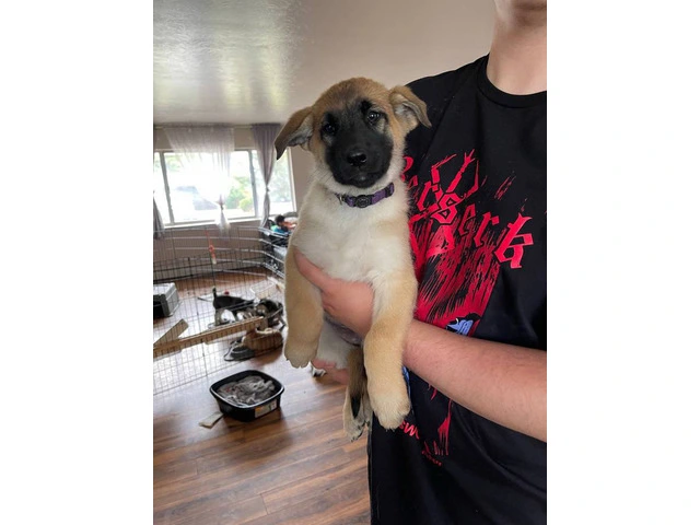 3 Shepinois puppies available - 5/13
