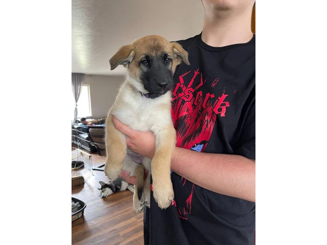 3 Shepinois puppies available - 6/13