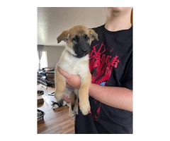 3 Shepinois puppies available - 6