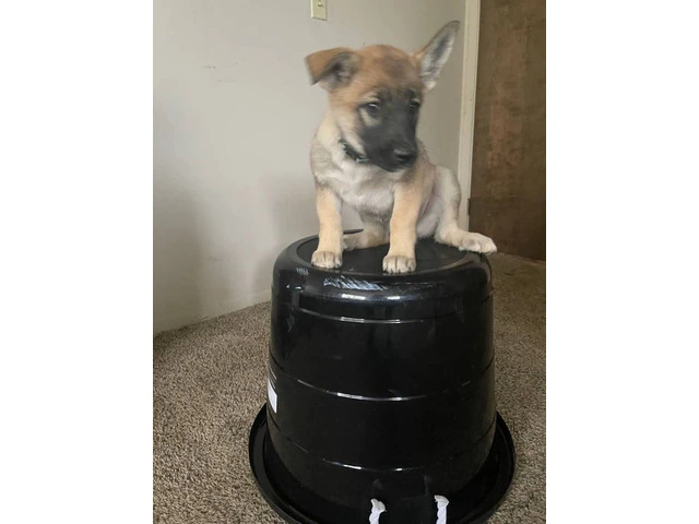 3 Shepinois puppies available - 7/13