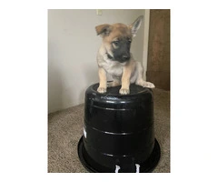 3 Shepinois puppies available - 7