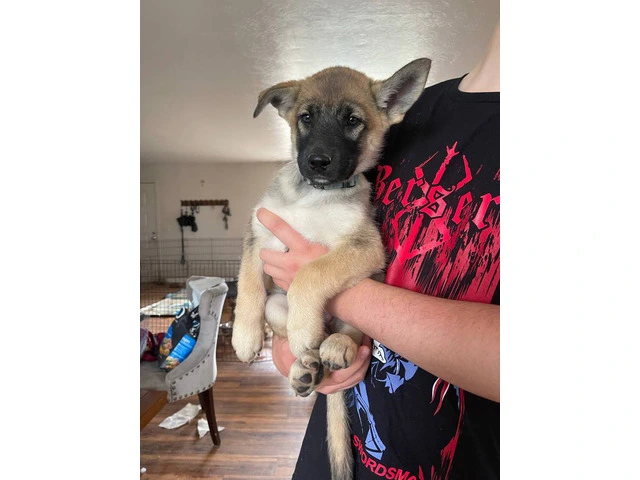 3 Shepinois puppies available - 8/13