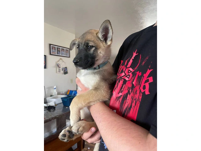 3 Shepinois puppies available - 9/13