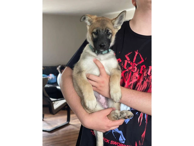 3 Shepinois puppies available - 10/13