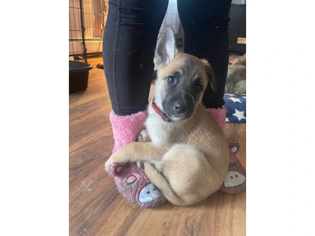 3 Shepinois puppies available - 11/13
