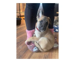 3 Shepinois puppies available - 11