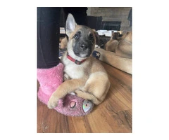 3 Shepinois puppies available - 13