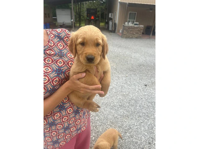 5 Beautiful AKC Golden Retriever Puppies for Sale - 1/16