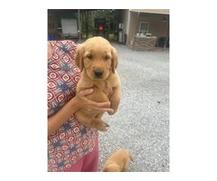 5 Beautiful AKC Golden Retriever Puppies for Sale