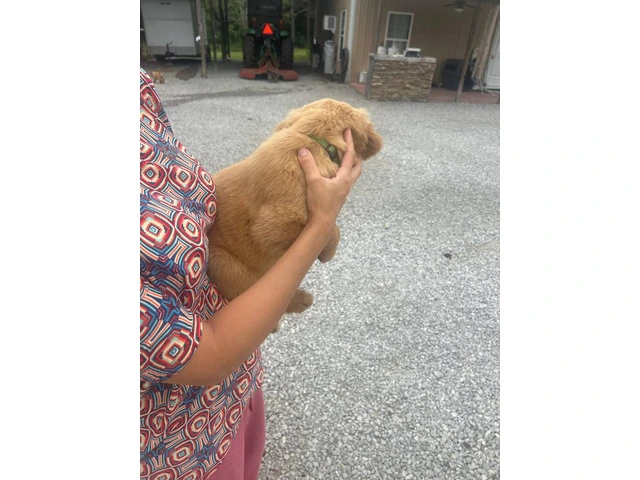 5 Beautiful AKC Golden Retriever Puppies for Sale - 2/16