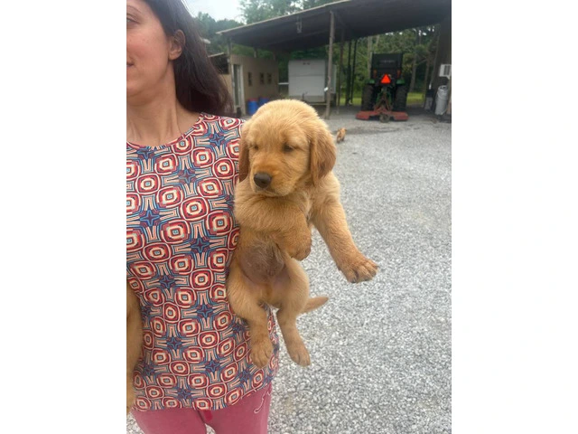 5 Beautiful AKC Golden Retriever Puppies for Sale - 3/16