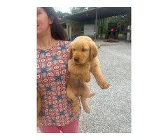 5 Beautiful AKC Golden Retriever Puppies for Sale - 3